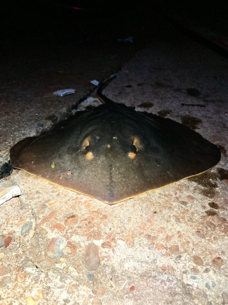 まるでステルス型戦闘機エイィィーーー