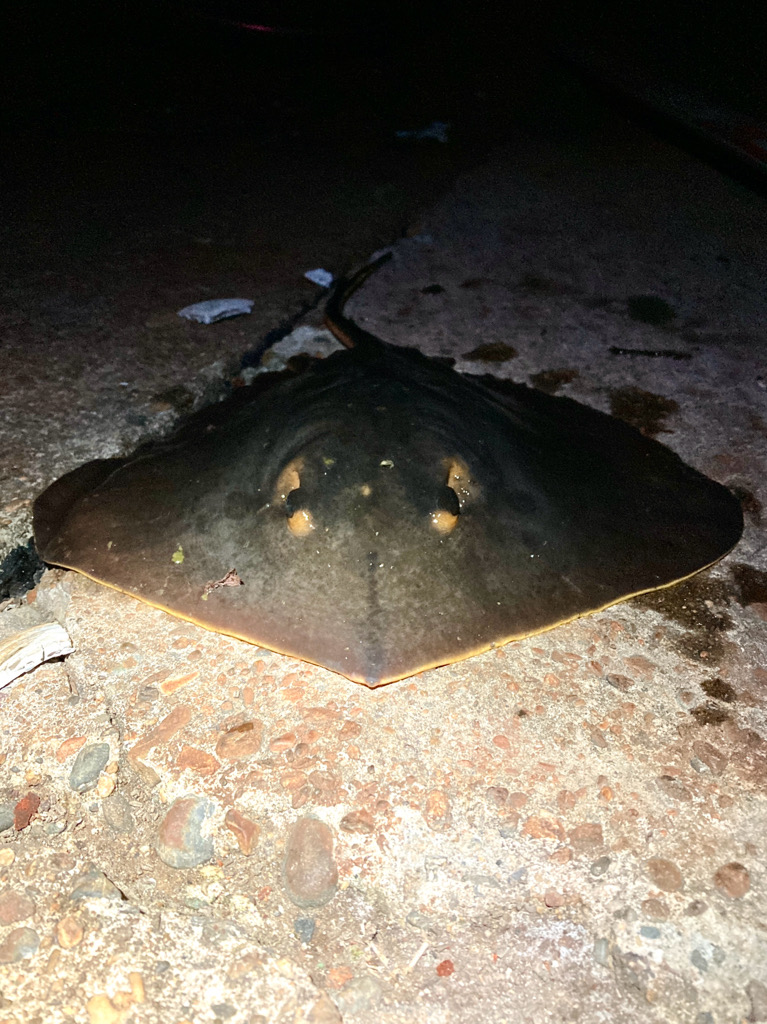 まるでステルス型戦闘機エイィィーーー