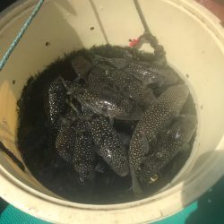 海蓮丸デカフグダービー参戦からの…