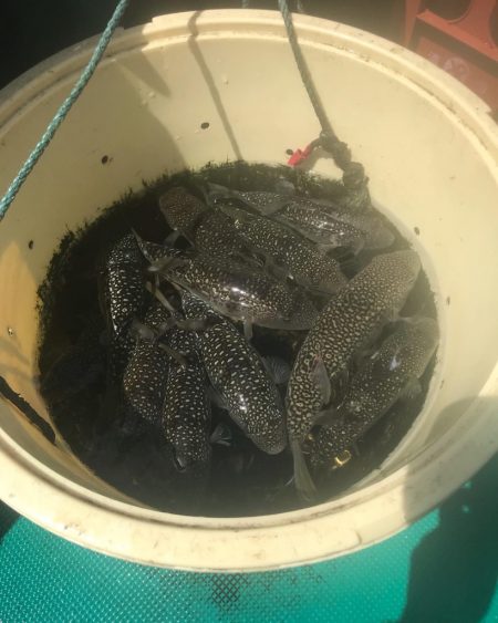 海蓮丸デカフグダービー参戦からの…