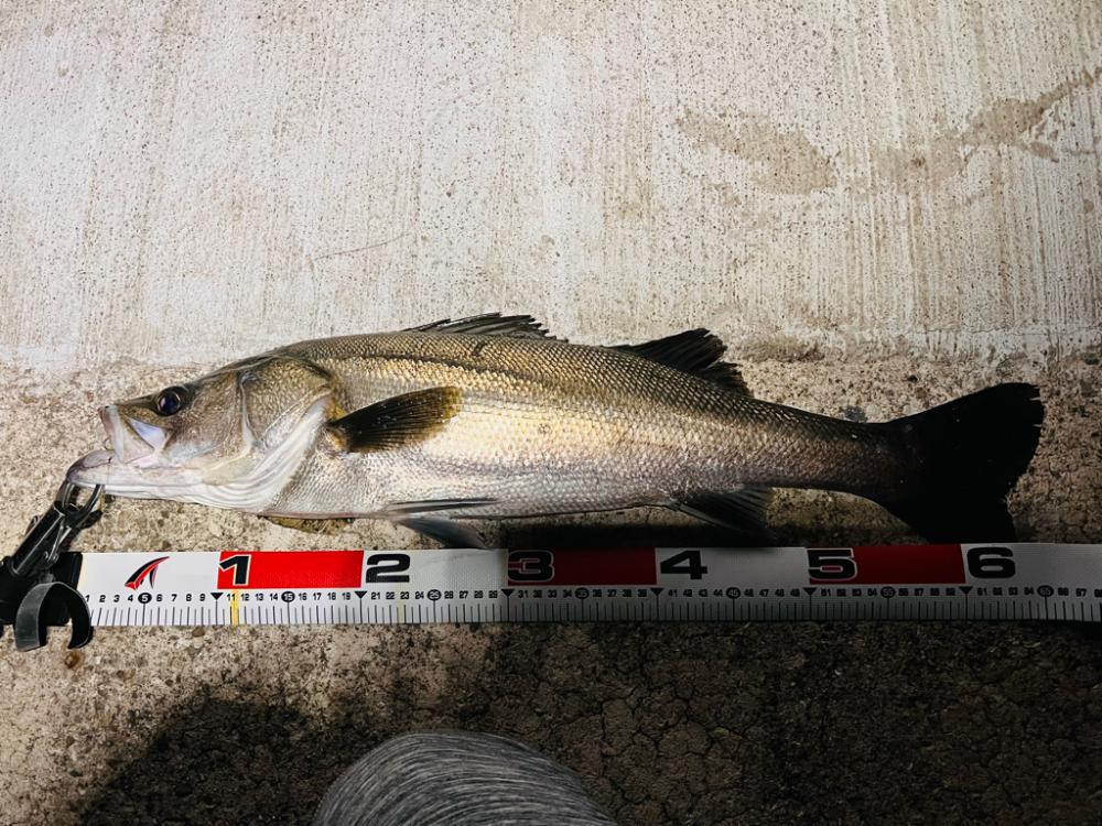 マッチョシーバス