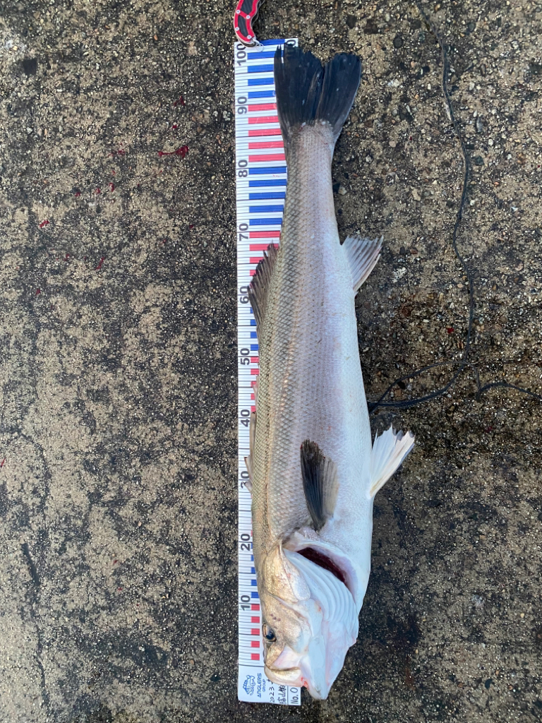 メーター級シーバス