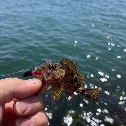 DAYライトゲーム