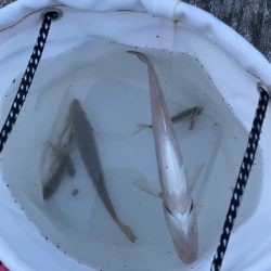 ファミリーフィッシング