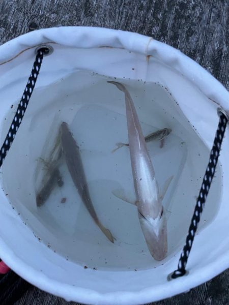 ファミリーフィッシング