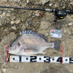 淀川チニング  キビレキビレキビレ