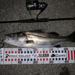 やっと本命のシーバスちゃん