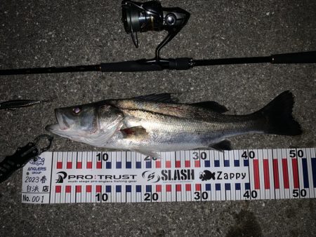 やっと本命のシーバスちゃん