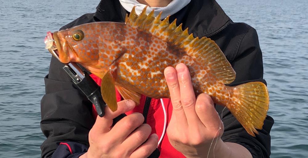 尺アジ連発！&アコウも！