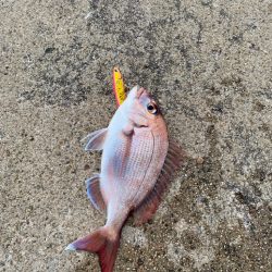 真鯛とシーバス