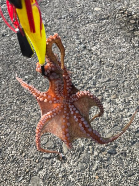 タコちゃんとネンブツダイ