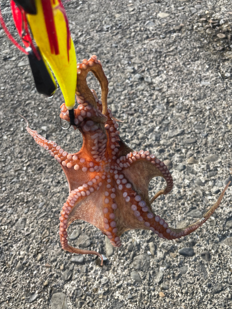 タコちゃんとネンブツダイ