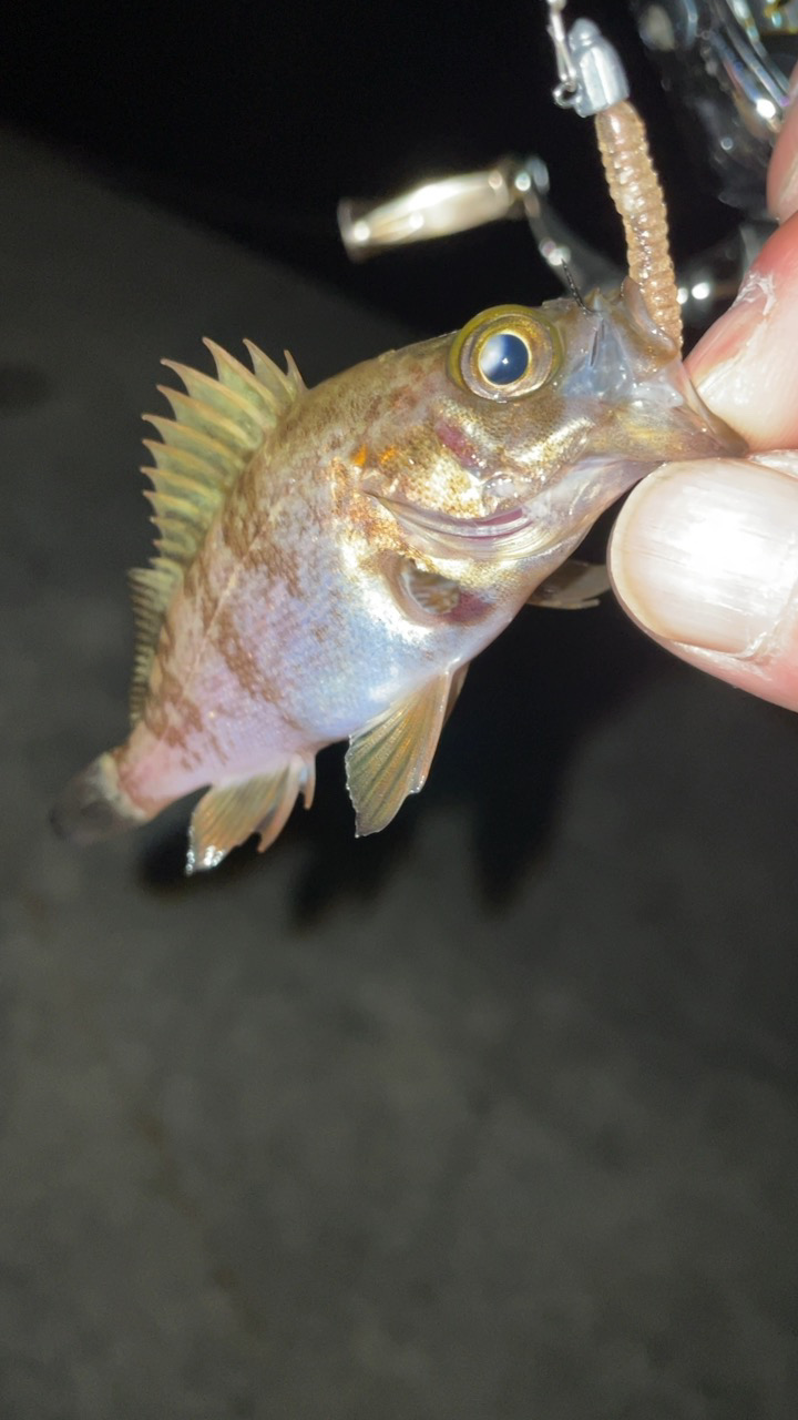 今日もライトゲーム！