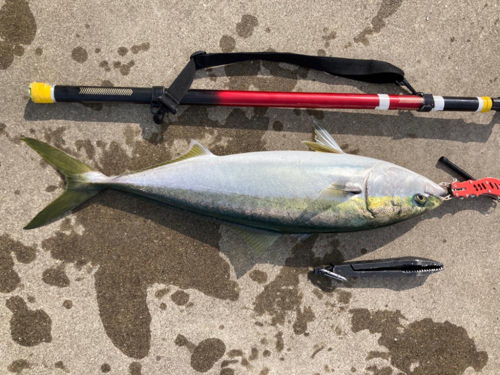 ブリ2枚釣れました