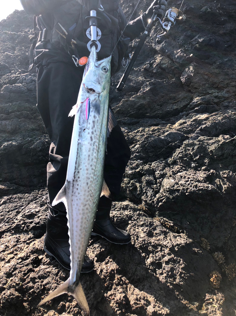 根に巻かれながらもなんとかかんとか