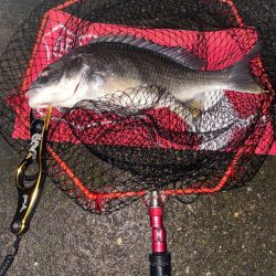 ヘチってきました