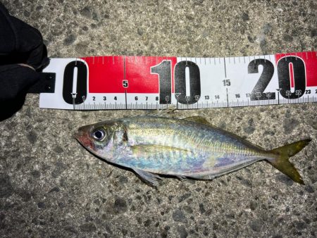 鯵を探して三千里 Vol.39