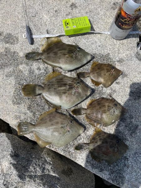 久しぶりの釣果