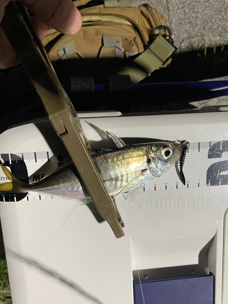 ジグ単de〜アジング^ ^