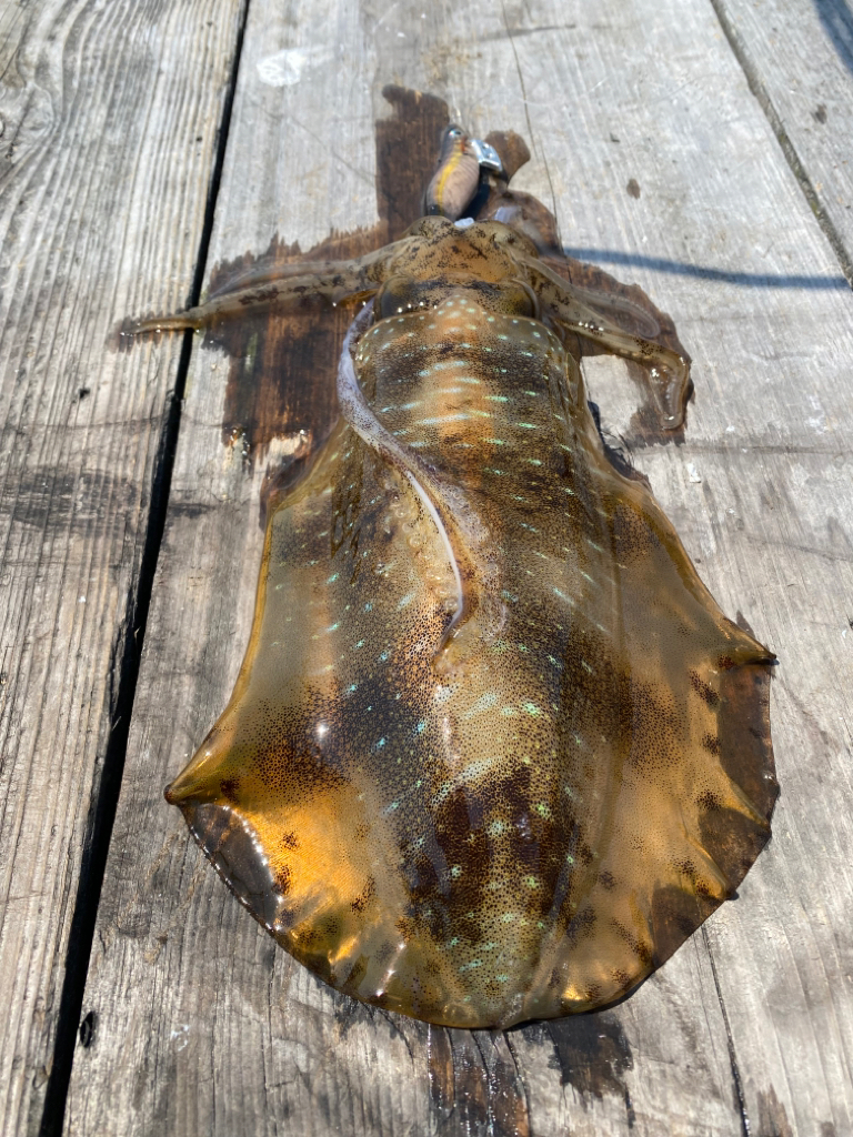 イカゲーム開幕!