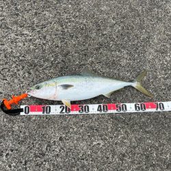 まだ青物モード継続中！