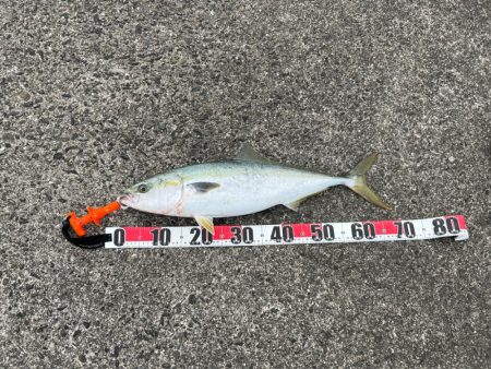 まだ青物モード継続中！