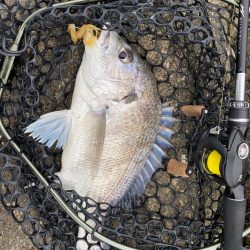 チニング  所により入れ食い