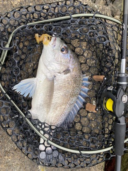 チニング  所により入れ食い