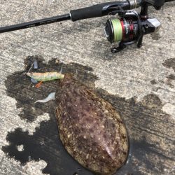 久しぶりの生命感