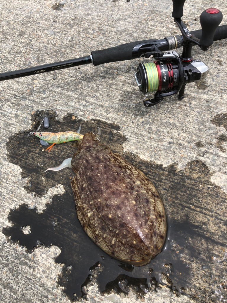 久しぶりの生命感