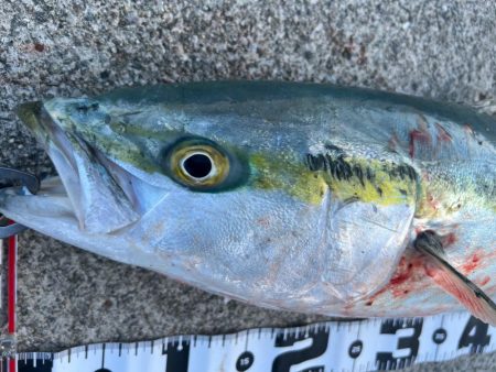 バースデーフィッシュ