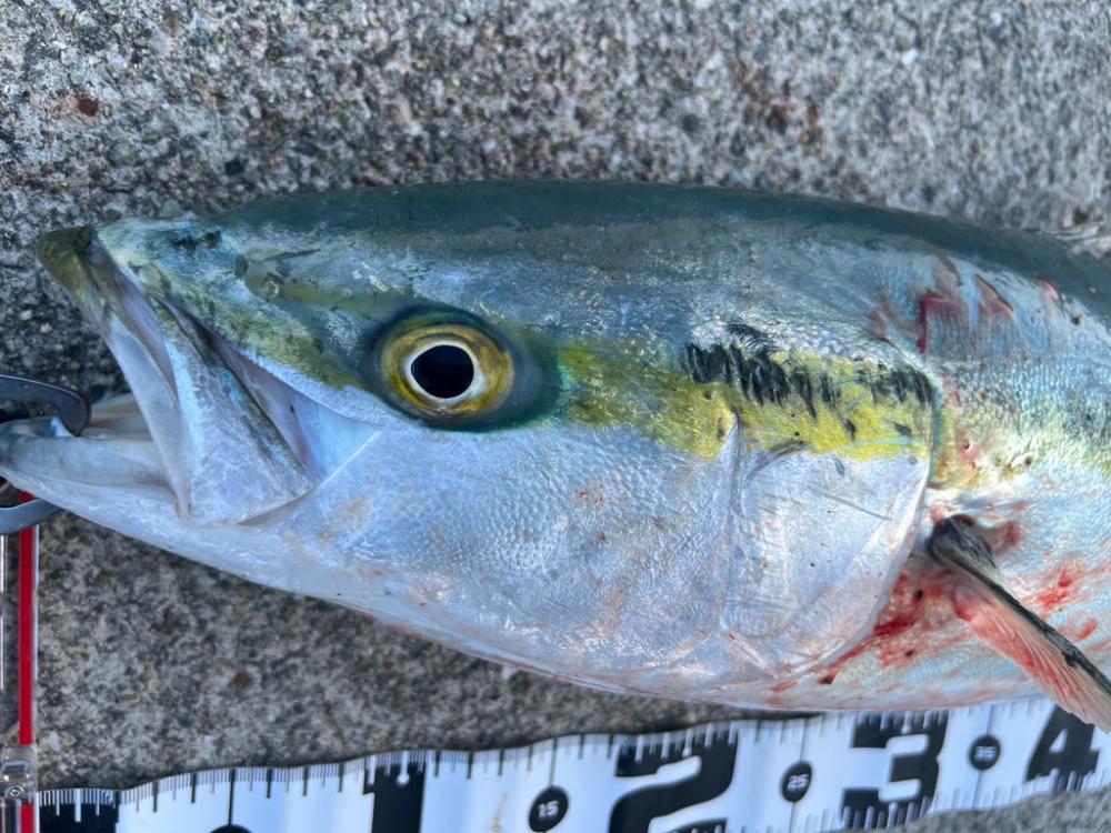 バースデーフィッシュ