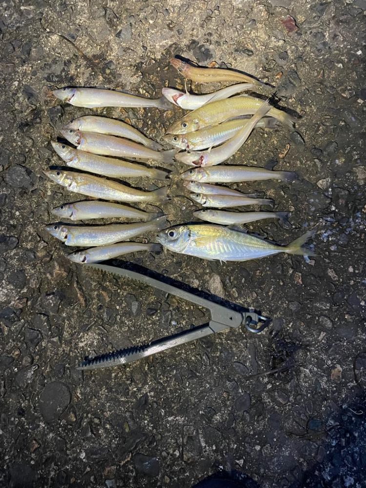 春のキス釣り好調なスタート