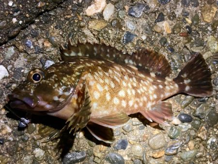 バチ抜け体感できずでしたにゃ。