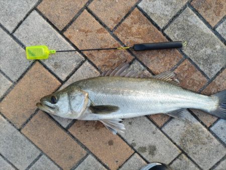 体高のあるセイゴが釣れました