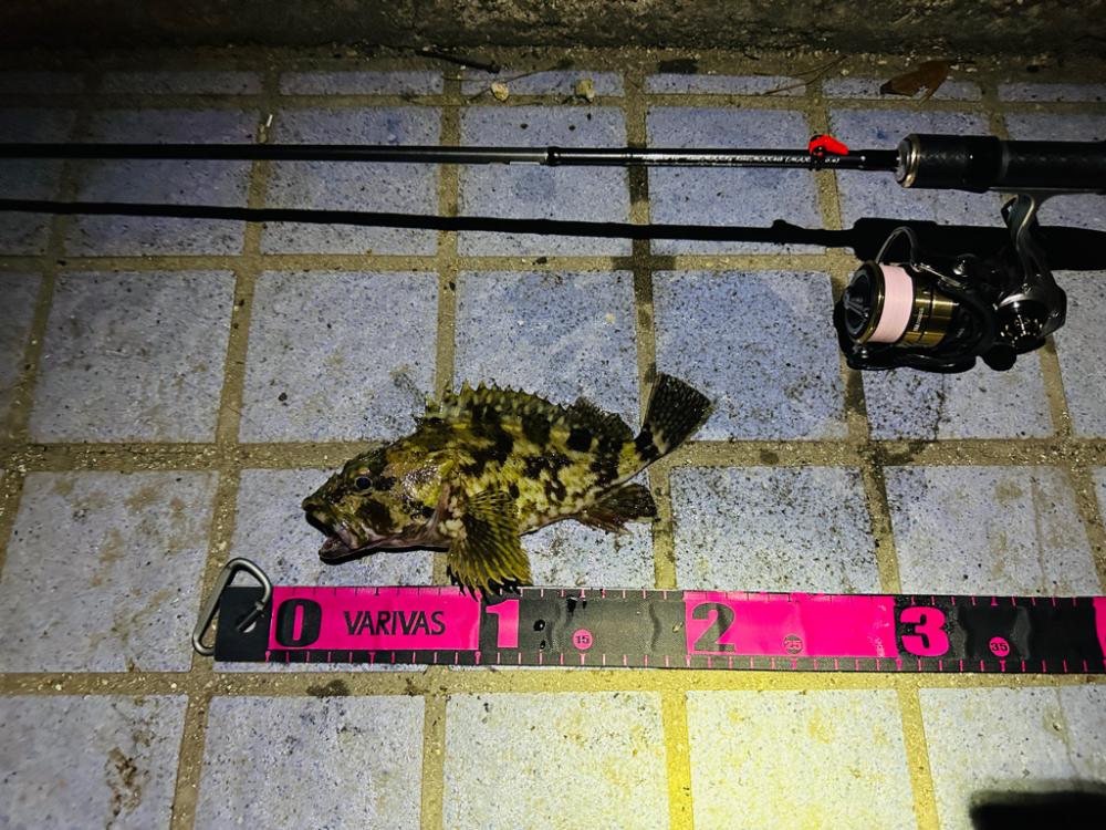 メバルはどこ🙄