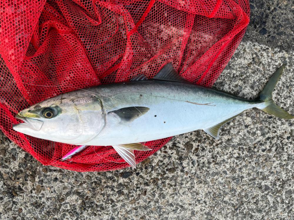 大阪湾 ショアジギング