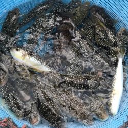 室津の流しカットウ