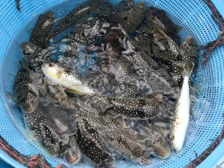 室津の流しカットウ