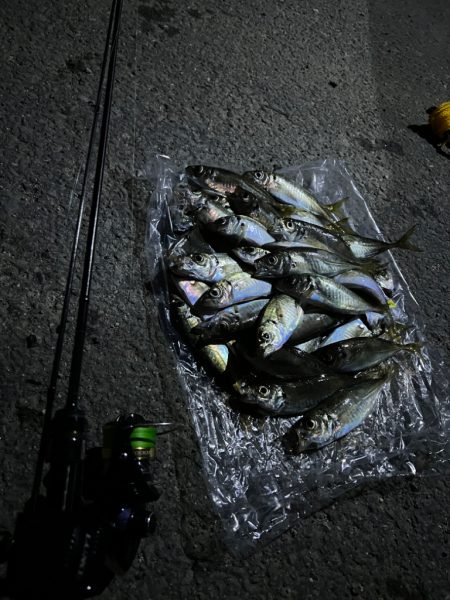 アジングリベンジ