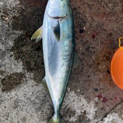 メジロ！2023ライトゲーム第15戦