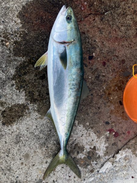 メジロ！2023ライトゲーム第15戦