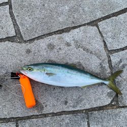 逃した魚は。。
