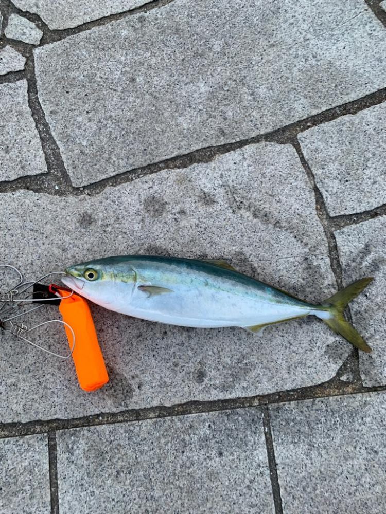 逃した魚は。。