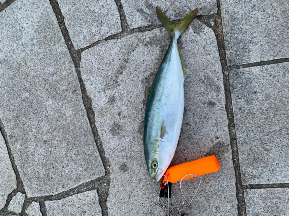 逃した魚は。。