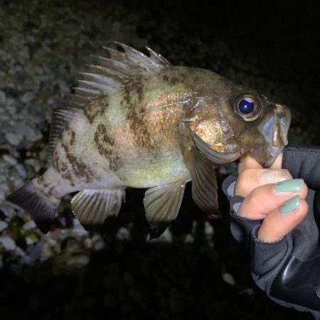 メバリングデビュー