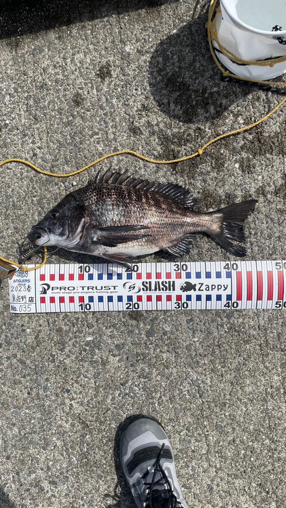 乗っ込みチヌのフカセ釣り