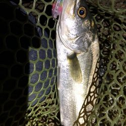 雨のメバリング