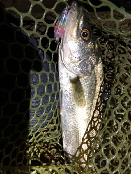 雨のメバリング
