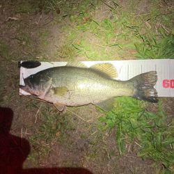 ブルフラットで55cm！！